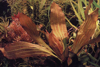 Echinodorus Rubin
